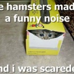 lolcat_scared lolcat_scared