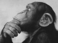 chimp_think